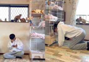 「楽しいコトも辛いコトも痛いコトも全部かけがえのない思い出」保護猫たちと過ごした時間をおさめた動画が大反響！