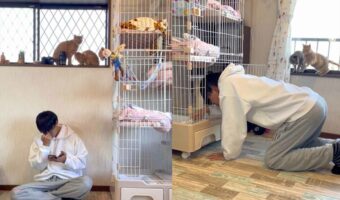 「楽しいコトも辛いコトも痛いコトも全部かけがえのない思い出」保護猫たちと過ごした時間をおさめた動画が大反響!