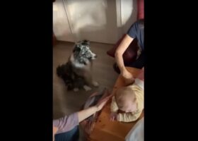 愛犬が育児をサポート！オムツ交換を手助けしてくれるオーストラリアン・シェパードに飼い主さんも大助かり！