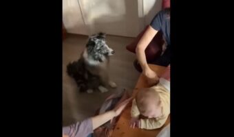 愛犬が育児をサポート!オムツ交換を手助けしてくれるオーストラリアン・シェパードに飼い主さんも大助かり!
