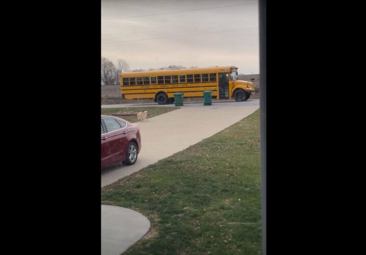雨の日も雪の日も・・。女の子の通学を毎日見送るゴールデンレトリバー。通学バスが走り去るまで見送る姿が尊い！