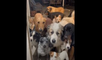 名前を呼ばれるまでじっと待っている愛犬たち!呼ばれた順に家の中へ入っていくはずが間違えちゃう犬も・・・