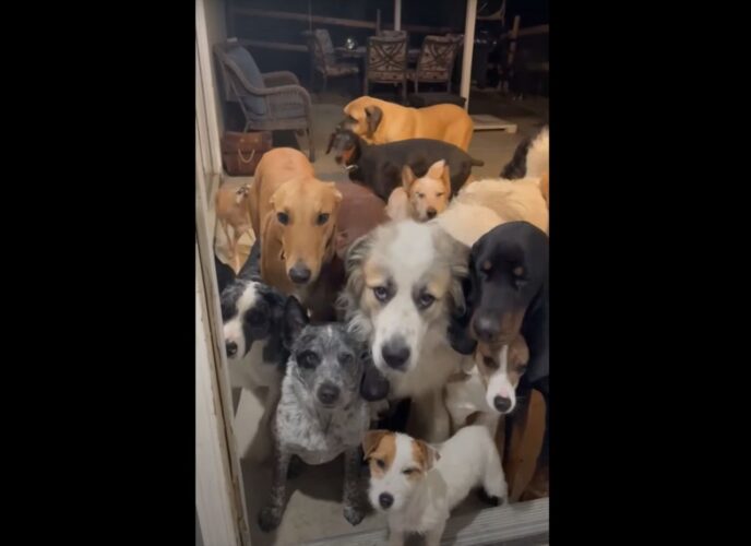 名前を呼ばれるまでじっと待っている愛犬たち！呼ばれた順に家の中へ入っていくはずが間違えちゃう犬も・・・