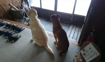 お客さんが帰ってしまった後の“民宿の看板犬”の後ろ姿が切なくも可愛いとTwitterで大人気に!!「愛情あふれるコンビですね」