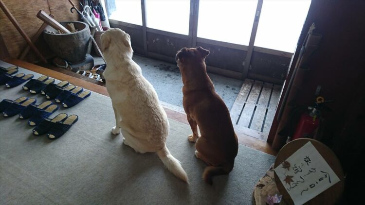 お客さんが帰ってしまった後の“民宿の看板犬”の後ろ姿が切なくも可愛いとTwitterで大人気に！！「愛情あふれるコンビですね」