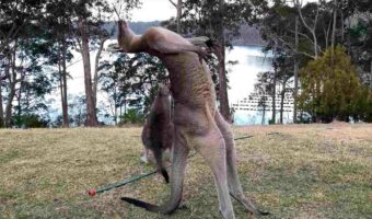 大きく体をのけぞらせるカンガルー。繰り返し行うこの動き、どうやら体を大きく見せようとしてみるみたいです!!【海外・動画】