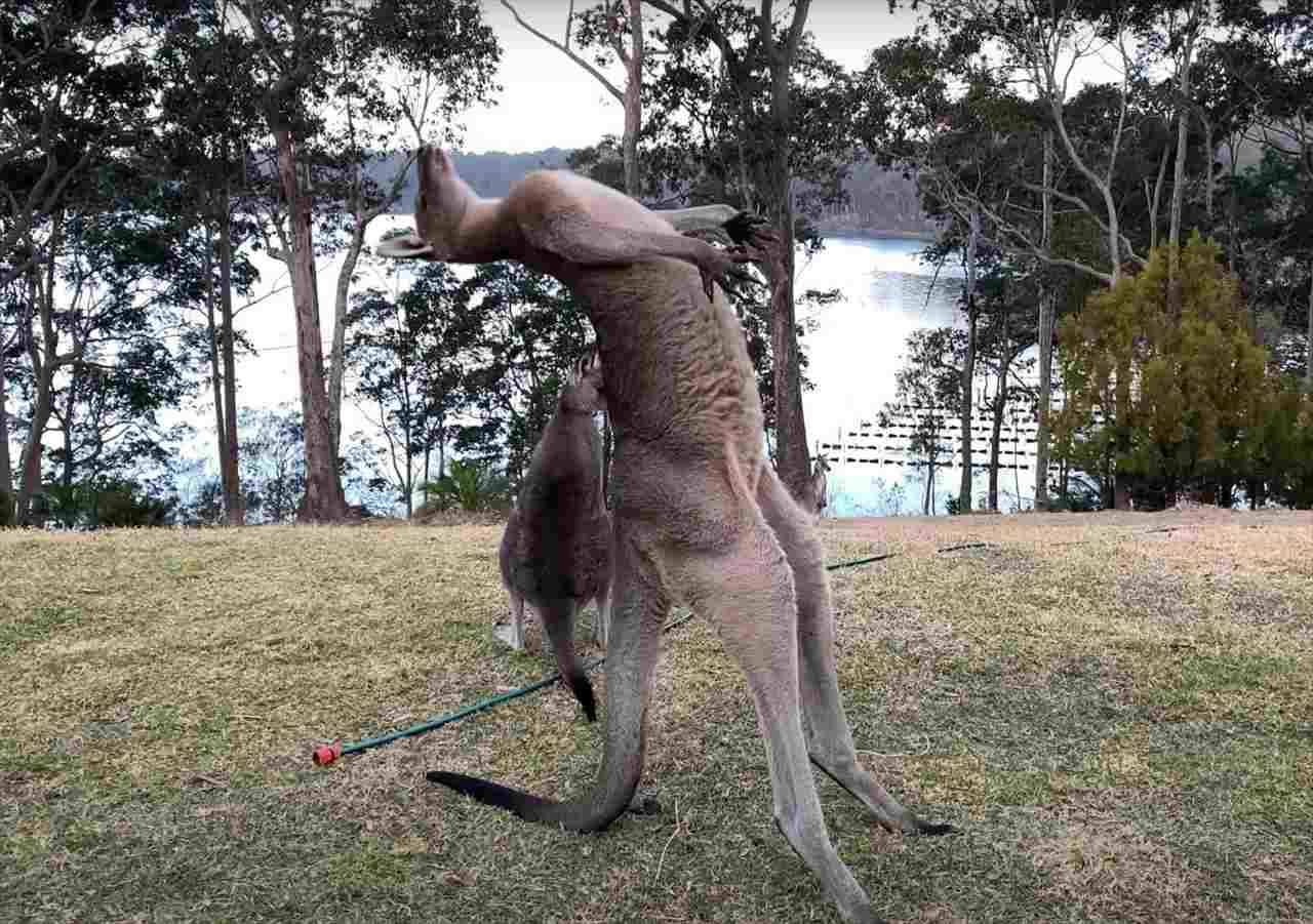 大きく体をのけぞらせるカンガルー。繰り返し行うこの動き、どうやら体を大きく見せようとしてみるみたいです！！【海外・動画】