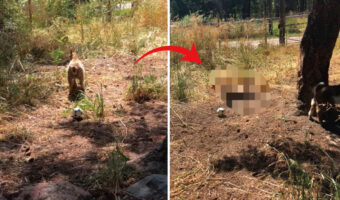 子ヤギたちとボール遊びをしようとしただけなのに・・。足元に転がってきたボールに吃驚仰天した子ヤギは・・！！