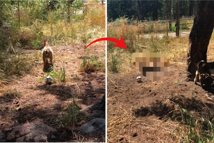 子ヤギたちとボール遊びをしようとしただけなのに・・。足元に転がってきたボールに吃驚仰天した子ヤギは・・！！