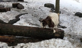 地面に横たわる丸太に乗ろうと試みるヤギ。滑るのか簡単ではないみたいですが・・、挑戦は成功するのでしょうか！【海外・動画】