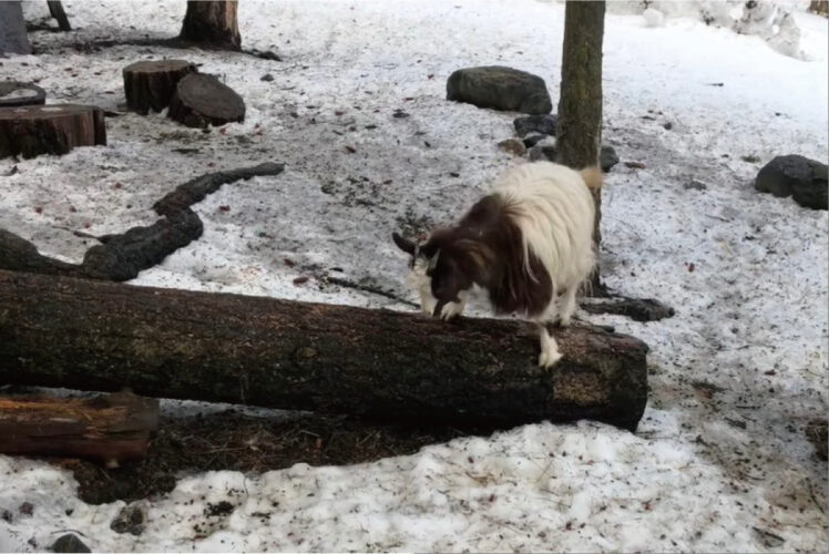 地面に横たわる丸太に乗ろうと試みるヤギ。滑るのか簡単ではないみたいですが・・、挑戦は成功するのでしょうか！【海外・動画】