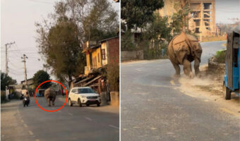 街中に突如現れたのは・・巨大なサイ！？逃げ惑う人たちを尻目に、巨体を揺らして爆走！！