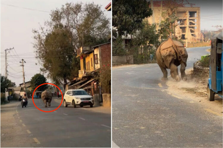 街中に突如現れたのは・・巨大なサイ！？逃げ惑う人たちを尻目に、巨体を揺らして爆走！！