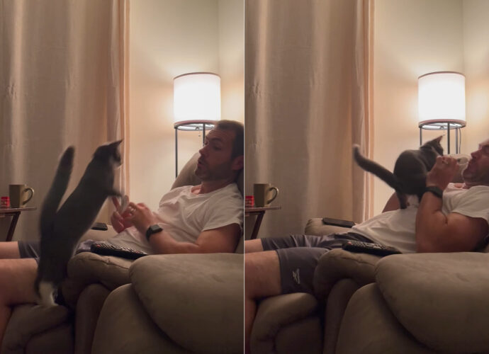 男性がソファに座ってくつろいでいると・・、「かまって〜！」とばかりに愛猫が文字通り飛んできた！！