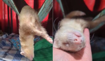 ぐっすり深く眠るフェレット。ハンモックから体が半分落ちていても、身を起こされてハンモックに戻されたって・・目覚める気配はありません！！