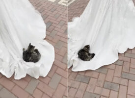 一世一代の主役の場面が奪われちゃう？！？！猫がくつろぐその場所にビックリ！！