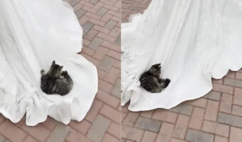 一世一代の主役の場面が奪われちゃう?!?!猫がくつろぐその場所にビックリ!!