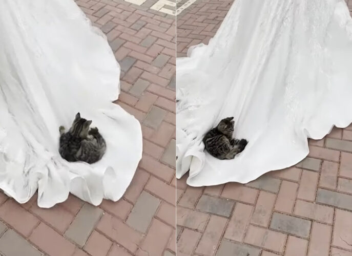 一世一代の主役の場面が奪われちゃう？！？！猫がくつろぐその場所にビックリ！！