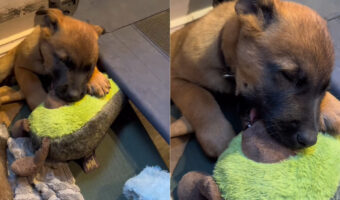 きっと直前まで遊んでいたんでしょうね〜。子犬はオモチャをくわえたままスヤスヤと眠っています【アメリカ・動画】