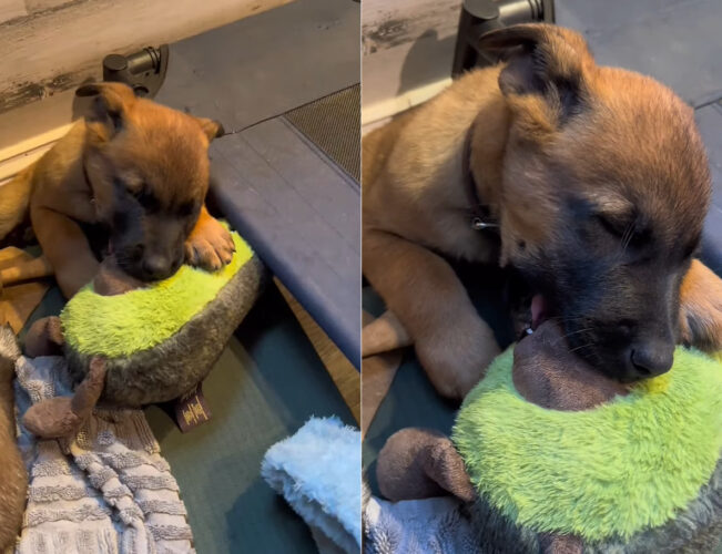 きっと直前まで遊んでいたんでしょうね〜。子犬はオモチャをくわえたままスヤスヤと眠っています【アメリカ・動画】