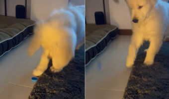ゴールデンレトリバーの子犬が夢中になって遊んでいるオモチャは・・ボトルキャップ!?突いて弾いてと、とにかく楽しいみたい!!【海外・動画】