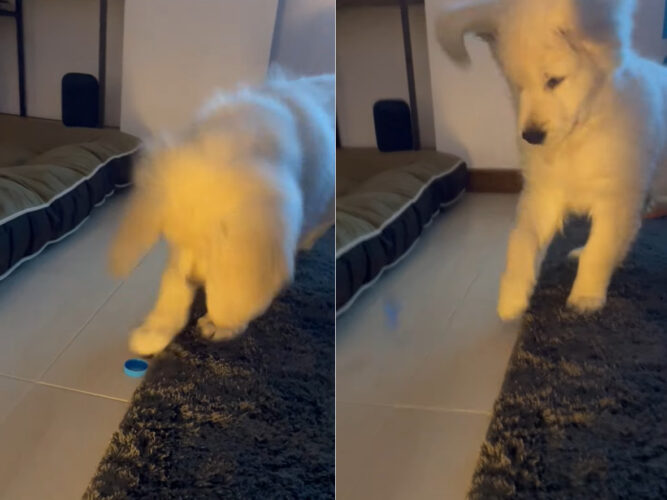 ゴールデンレトリバーの子犬が夢中になって遊んでいるオモチャは・・ボトルキャップ！？突いて弾いてと、とにかく楽しいみたい！！【海外・動画】