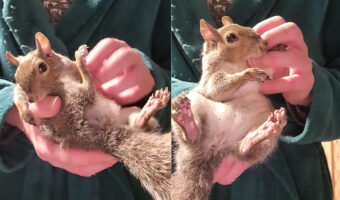 リスの至福のひととき。寝る前に飼い主さんに体を撫でられて大喜び！「キュルキュル」とかわいい鳴き声が出ています【アメリカ・動画】