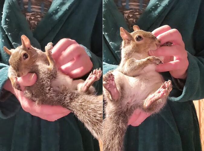 リスの至福のひととき。寝る前に飼い主さんに体を撫でられて大喜び！「キュルキュル」とかわいい鳴き声が出ています【アメリカ・動画】