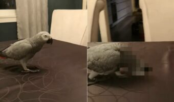 テーブルの上を歩いているヨウム。ところが、その歩く様子になんだか違和感が!!【海外・動画】