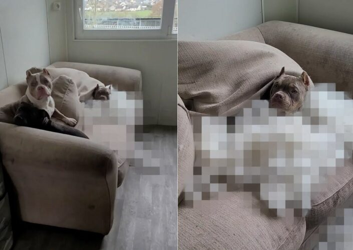 生後半年、遊び盛りの子犬とはいえ・・、この日のイタズラはとんでもないものでした！！【海外・動画】