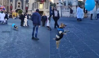 この広場で今一番笑顔を運んでいるエンターテイナーはきっとこの子！風船をゲットした犬が広場をめいっぱい駆けて遊んでいます！！