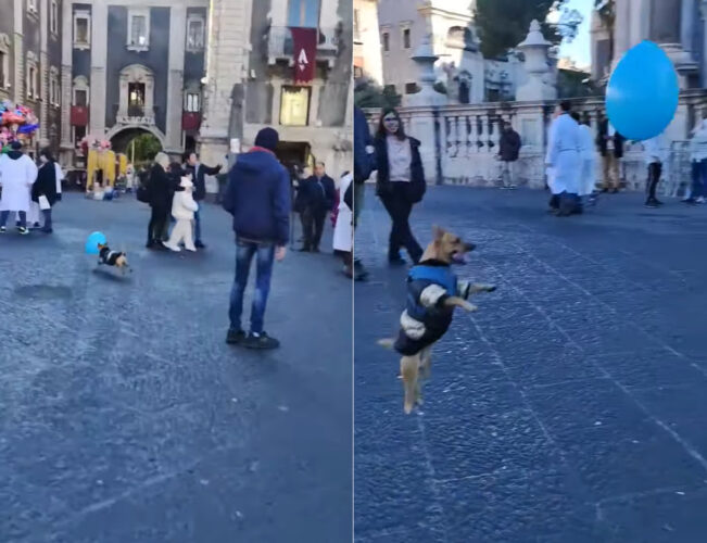 この広場で今一番笑顔を運んでいるエンターテイナーはきっとこの子！風船をゲットした犬が広場をめいっぱい駆けて遊んでいます！！