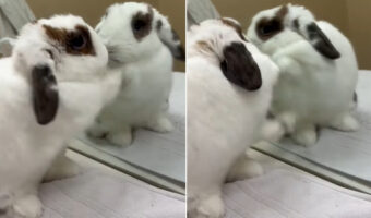 ウサギの必死なバトル。熱戦を繰り広げるその相手は鏡の中の自分！決着のつかない戦いを繰り広げています！！【海外・動画】