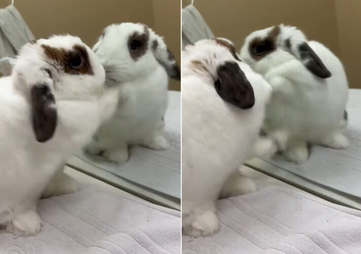 ウサギの必死なバトル。熱戦を繰り広げるその相手は鏡の中の自分！決着のつかない戦いを繰り広げています！！【海外・動画】