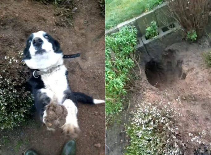 足の裏も真っ黒にして穴掘りを楽しんだボーダーコリー。ただし、飼い主さんはこの後が大変そうです。掘った土で大変なことが起きていたのです・・