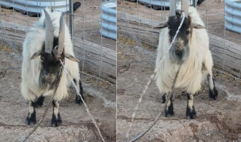 お手伝いしてくれていたのかな？ホースを角の間に挟んでヤギが水撒きをはじめました！！【アメリカ・動画】