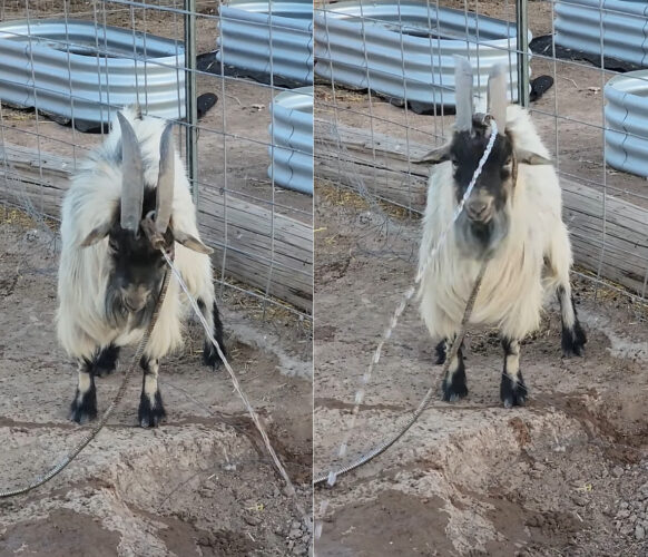 お手伝いしてくれていたのかな？ホースを角の間に挟んでヤギが水撒きをはじめました！！【アメリカ・動画】