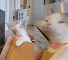 シューズボックスに入って遊ぼうとしていた猫。ところが付けていたエリザベスカラーがつっかえる事に気付いたようで・・ふてくされちゃった？？