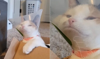 シューズボックスに入って遊ぼうとしていた猫。ところが付けていたエリザベスカラーがつっかえる事に気付いたようで・・ふてくされちゃった？？