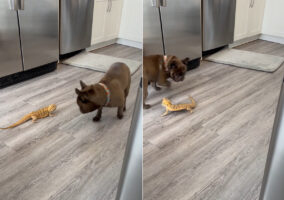 見つめ合うフレンチブルドッグとアゴヒゲトカゲ。距離を保ってぐるぐる回るその姿は、達人たちが間合いを見極めるかのよう！！