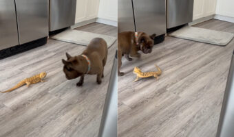 見つめ合うフレンチブルドッグとアゴヒゲトカゲ。距離を保ってぐるぐる回るその姿は、達人たちが間合いを見極めるかのよう!!