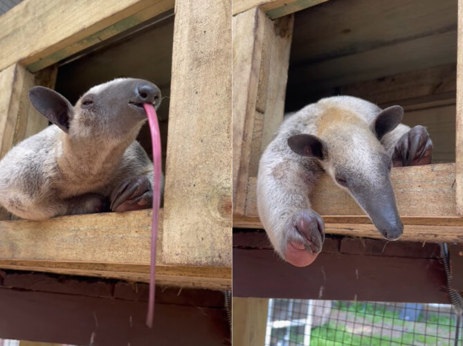 なが〜〜い舌を出してあくびのような動きをしてみせたアリクイ。まどろんでいたこの子は・・、もう一眠りすることにしたみたい！