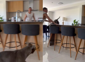 キッチンで愛犬と鬼ごっこ！飼い主さんに向かってジャンプしてみせた愛犬ですが・・、その場所が悪かった！！