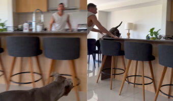 キッチンで愛犬と鬼ごっこ！飼い主さんに向かってジャンプしてみせた愛犬ですが・・、その場所が悪かった！！