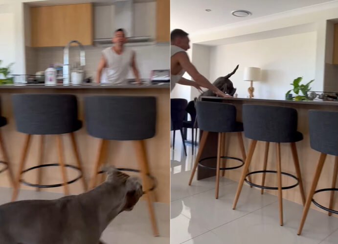 キッチンで愛犬と鬼ごっこ！飼い主さんに向かってジャンプしてみせた愛犬ですが・・、その場所が悪かった！！