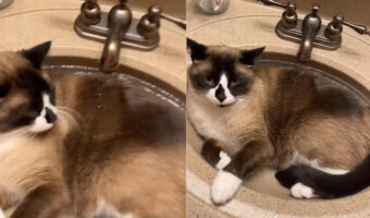 「ここは譲らニャい!」洗面台に入り込んだ猫はその場所を動きません。そう、たとえ蛇口から水を出されてもです!!【アメリカ・動画】