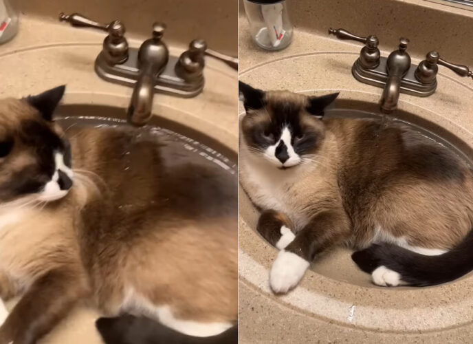 「ここは譲らニャい！」洗面台に入り込んだ猫はその場所を動きません。そう、たとえ蛇口から水を出されてもです！！【アメリカ・動画】