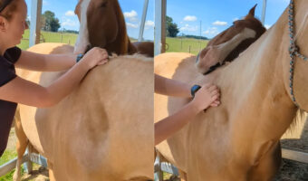 お手伝いしてくれているの?馬の体をマッサージして手入れをしていたら、隣にいた馬が同じようにマッサージを施してくれました!!