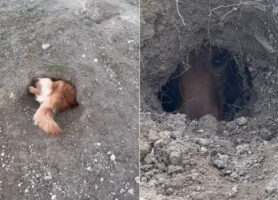 穴掘りに夢中なゴールデンレトリバーの力作がスゴい！数日にわたり穴を掘り続けた結果、全身すっぽり埋まるどころか・・【アメリカ・動画】