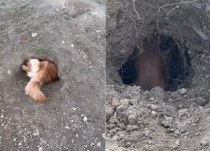穴掘りに夢中なゴールデンレトリバーの力作がスゴい！数日にわたり穴を掘り続けた結果、全身すっぽり埋まるどころか・・【アメリカ・動画】